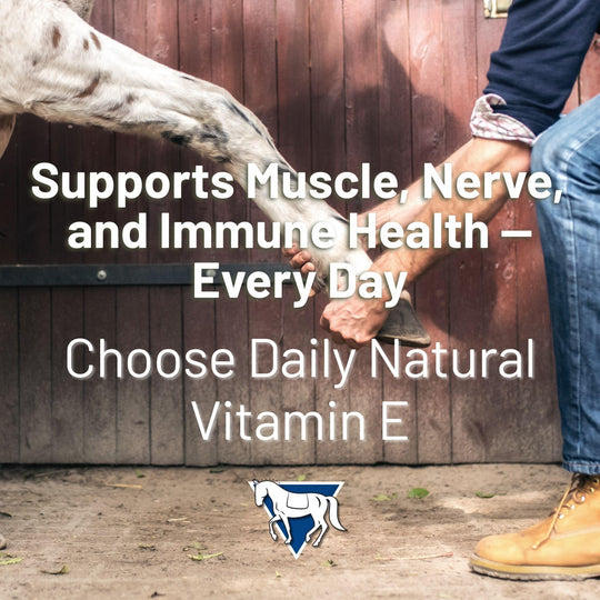 Daily Natural Vitamin E - High Bioavailability Antioxidant Support