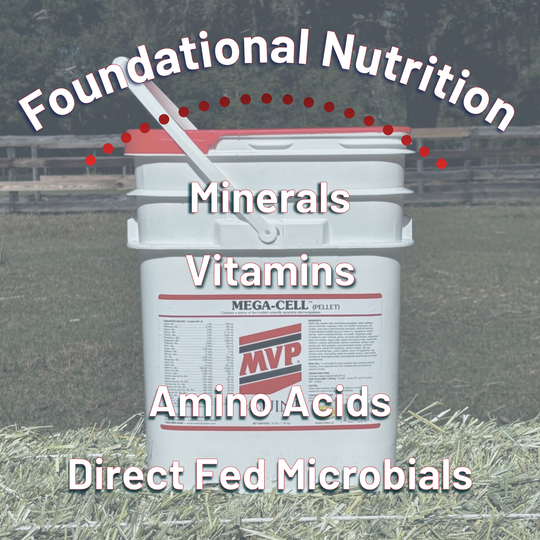 Foundation Support Bundle