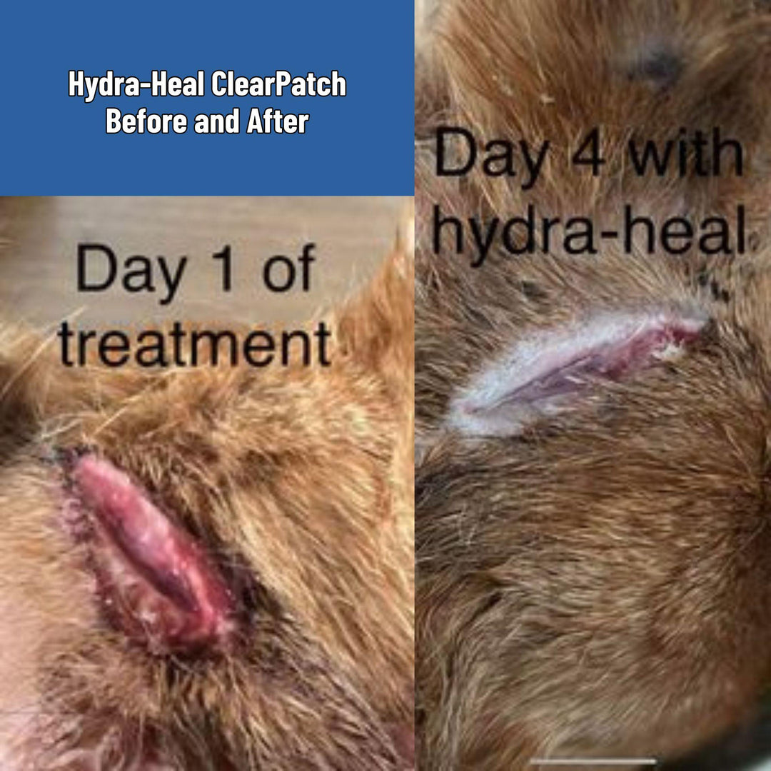 Healing progress infographic showing Day 1 versus Day 4 results using Hydra-Heal ClearPatch veterinary dressing, illustrating rapid wound recovery for multi-species companion animals and livestock.