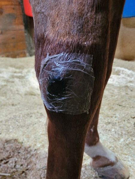 Close-up of Hydra-Heal ClearPatch transparent dressing secured on a brown horse, showing breathable, clear wound protection suitable for horses, dogs, and multi-species livestock first aid.