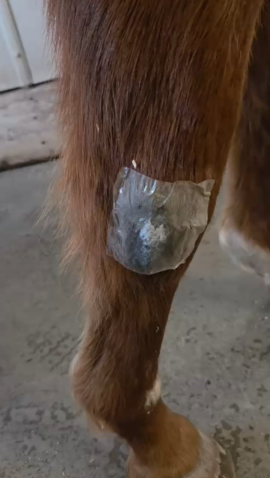 Video demonstration on a brown horse showing the step-by-step application of Hydra-Heal ClearPatch transparent adhesive bandage for advanced multi-species wound management.