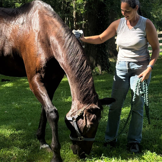 Woman brushing a horse in a grassy field with KBF99 brush