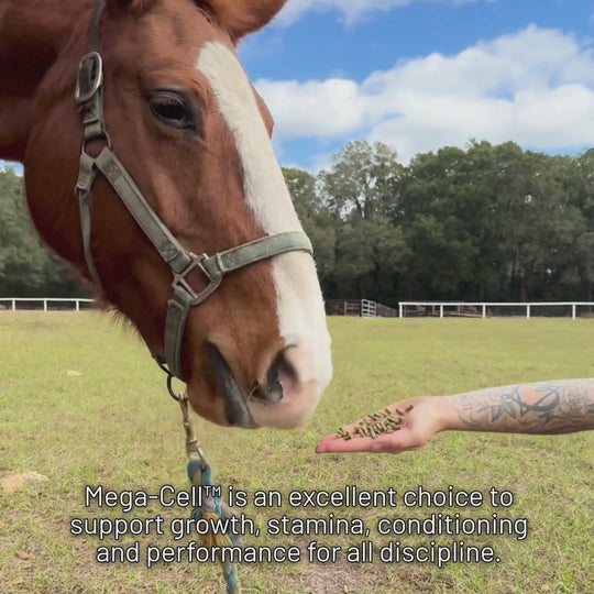 Horse eats MVP Mega-Cell out of hand, an excellent choice to support growth, stamina, conditioning and performance for all discipline.