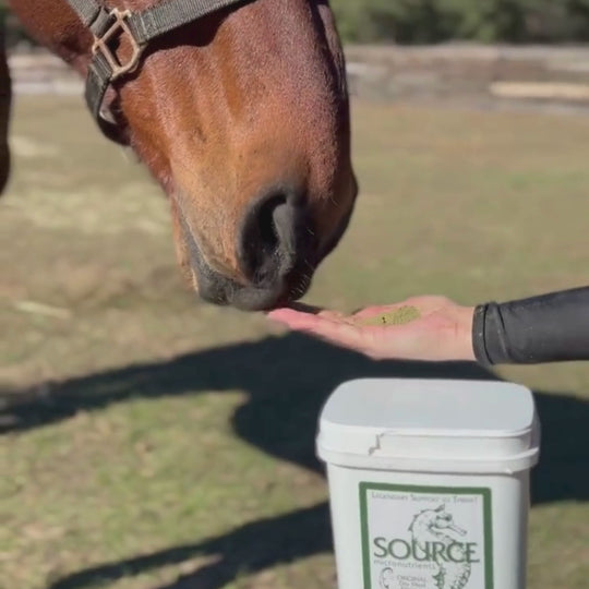 SOURCE Original (Powder Concentrate) - Trace Mineral Support for Horses