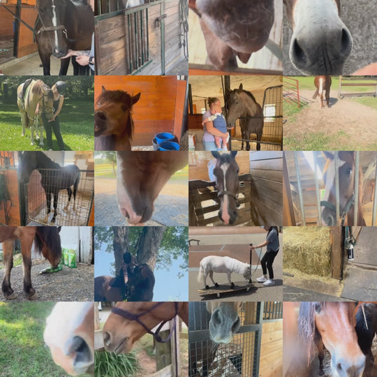 Grazers Nutri-Treats - Forage-Based, Healthy Horse Treats