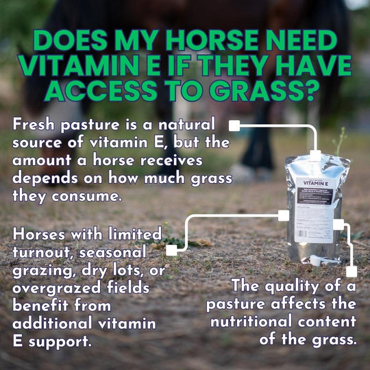 Daily Natural Vitamin E - High Bioavailability Antioxidant Support